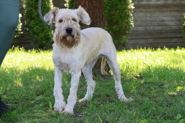 Pies do adopcji, Bełchatów, 30 kwietnia 2025 (1/5)