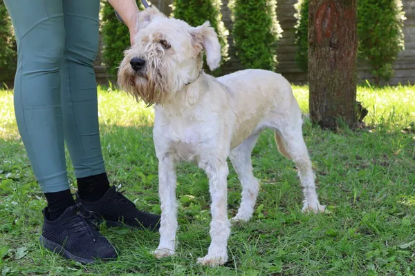 Pies do adopcji, Bełchatów, 30 kwietnia 2025 (5/5)