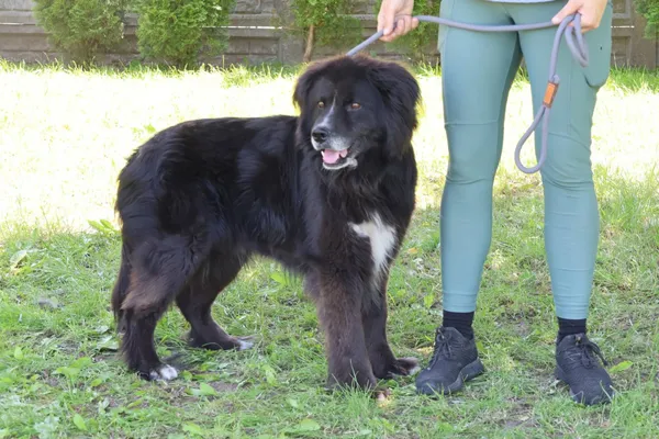 Pies do adopcji, Bełchatów, 16 lutego 2025 (3/4)