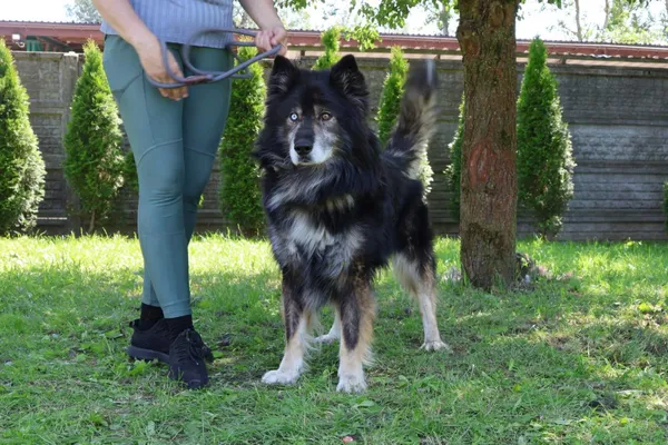 Pies do adopcji, Bełchatów, 23 stycznia 2025 (5/5)