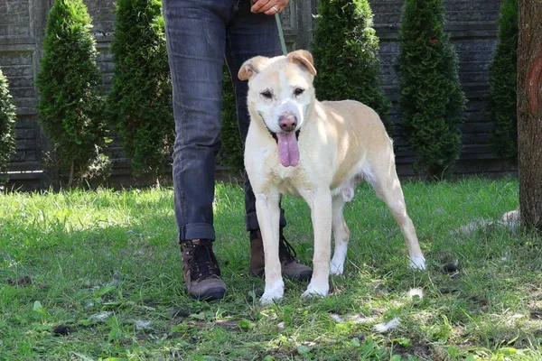 Pies do adopcji, Bełchatów, 21 września 2019 (5/5)