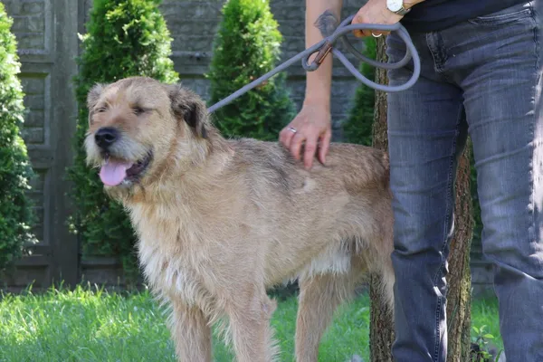 Pies do adopcji, Bełchatów, 28 stycznia 2025 (2/4)