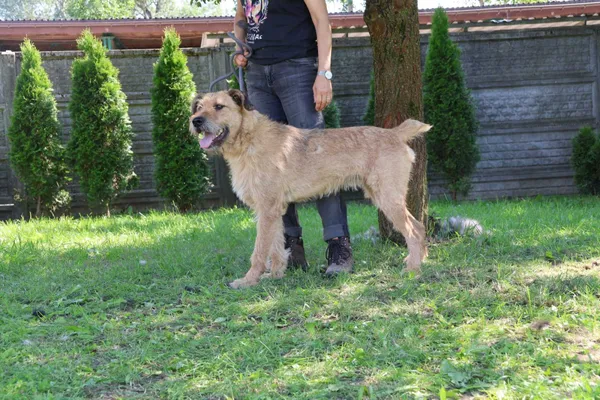 Pies do adopcji, Bełchatów, 28 stycznia 2025 (3/4)