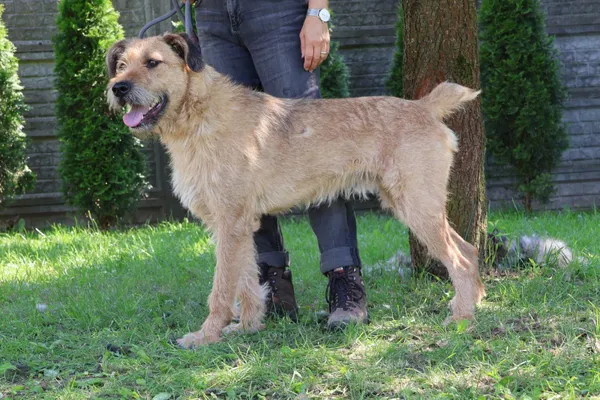 Pies do adopcji, Bełchatów, 28 stycznia 2025 (4/4)