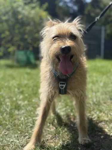 Pies do adopcji, Kraków, 30 czerwca 2025 (1/5)