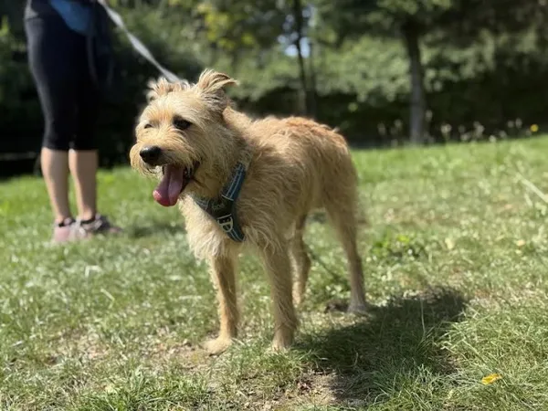 Pies do adopcji, Kraków, 30 czerwca 2025 (2/5)