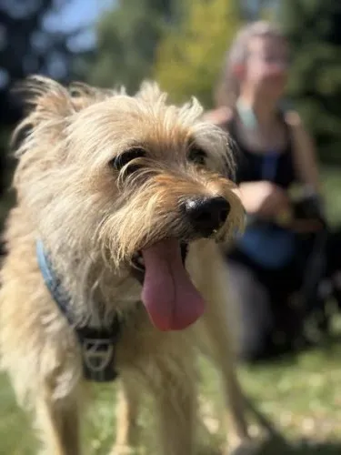 Pies do adopcji, Kraków, 30 czerwca 2025 (5/5)