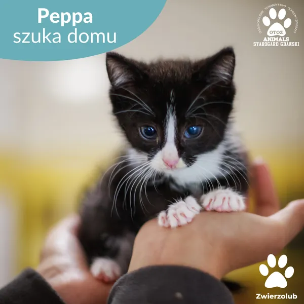Kot do adopcji, Starogard Gdański, 14 lipca 2025 (1/2)