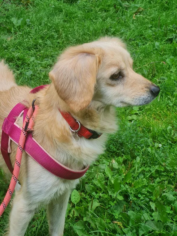 Pies do adopcji, Włocławek, 15 lipca 2025 (3/4)