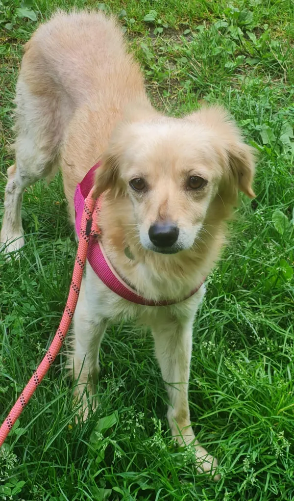 Pies do adopcji, Włocławek, 15 lipca 2025 (4/4)