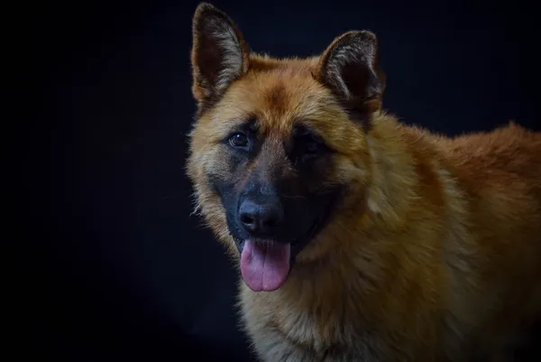 Pies do adopcji, Piła, 3 czerwca 2025 (2/4)