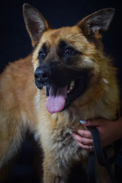 Pies do adopcji, Piła, 3 czerwca 2025 (3/4)