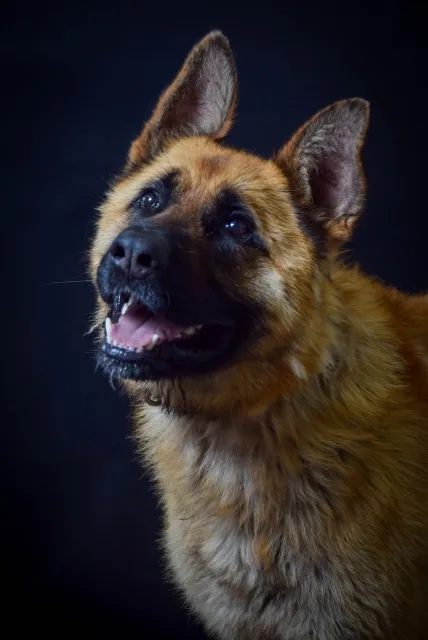 Pies do adopcji, Piła, 3 czerwca 2025 (4/4)