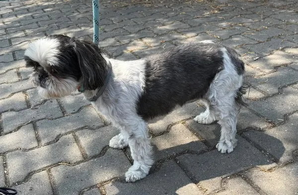 Znaleziono psa, Lublin, 15 lipca 2025