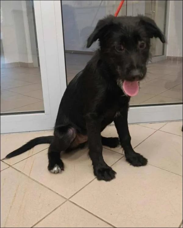 Znaleziono psa, Grudziądz, 14 lipca 2025