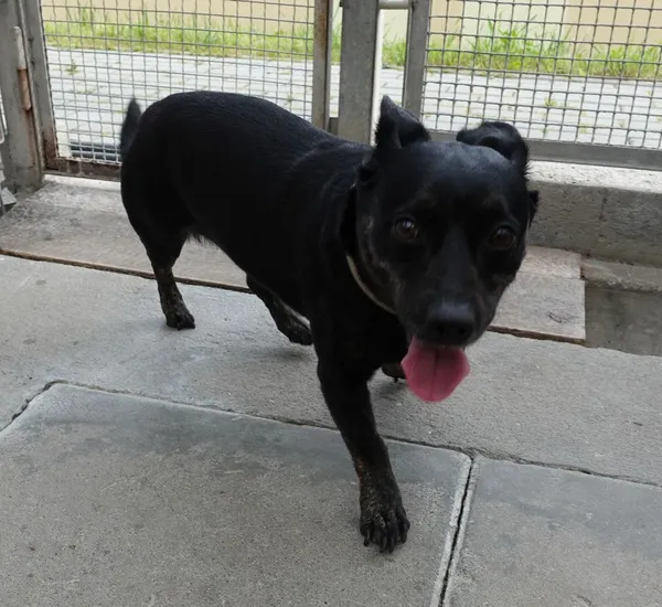 Znaleziono psa, Gdańsk, 15 lipca 2025