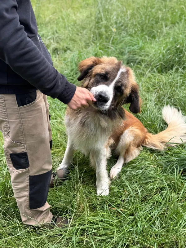 Pies do adopcji, Jelenia Góra, 29 maja 2025 (2/3)