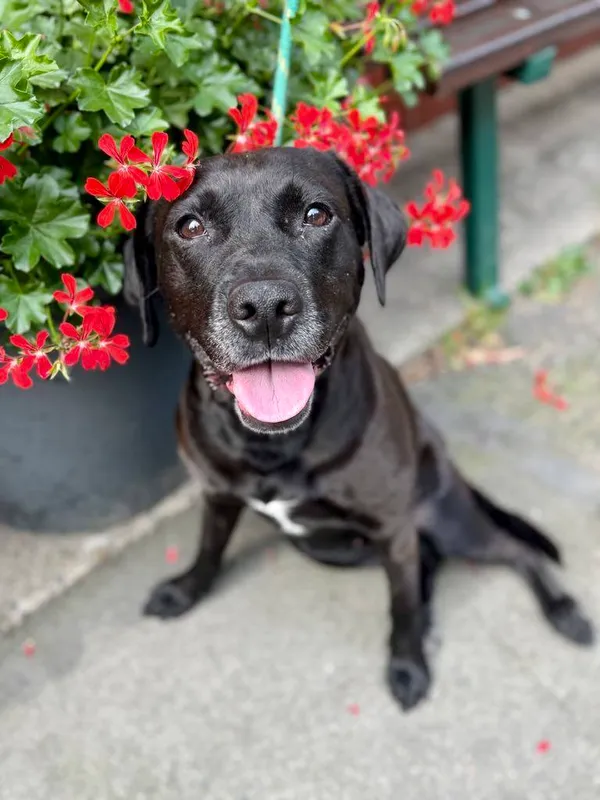 Pies do adopcji, Jelenia Góra, 17 maja 2025 (1/3)