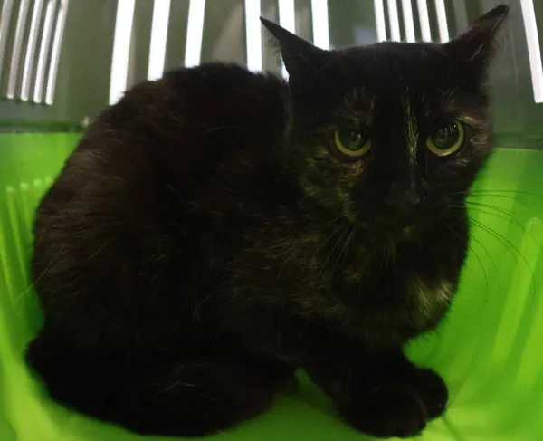 Znaleziono kota, Łódź, 15 lipca 2025 (1/2)