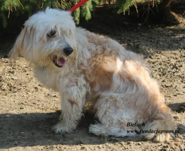 Pies do adopcji, Nowy Dwór Mazowiecki, 15 lipca 2025 (2/5)