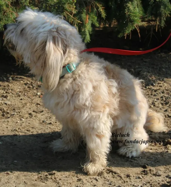 Pies do adopcji, Nowy Dwór Mazowiecki, 15 lipca 2025 (4/5)