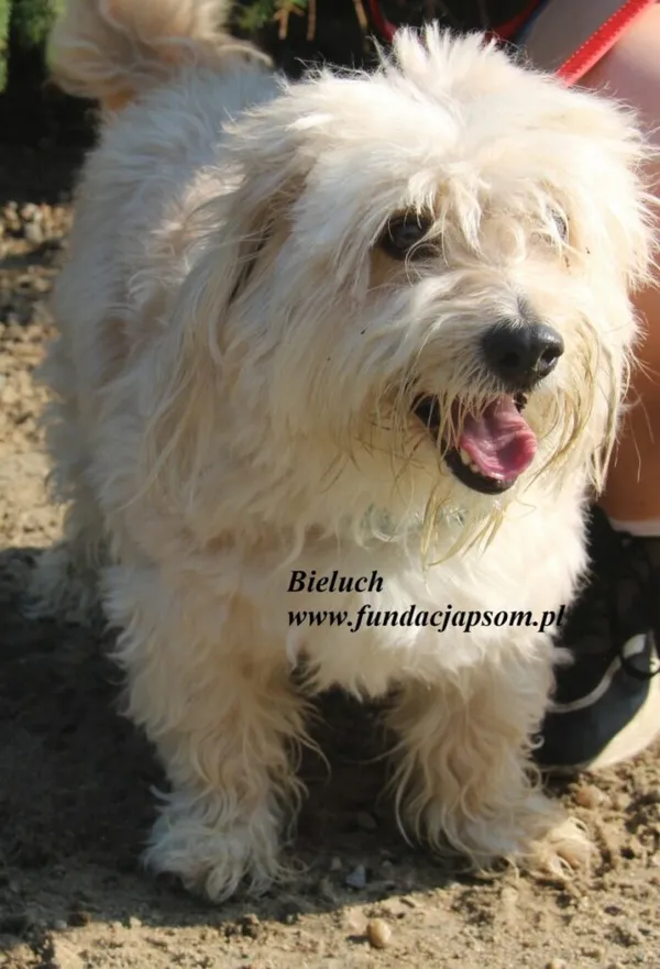 Pies do adopcji, Nowy Dwór Mazowiecki, 15 lipca 2025 (5/5)