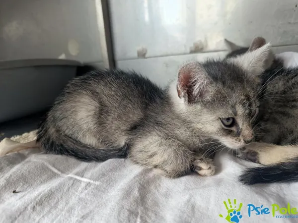 Kot do adopcji, Racławice, 9 lipca 2025 (2/3)