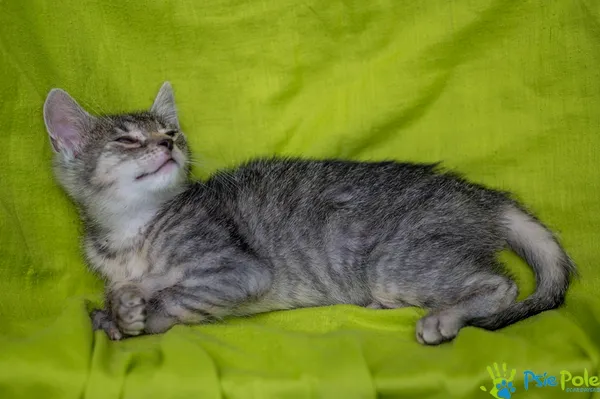 Kot do adopcji, Racławice, 9 lipca 2025 (3/5)