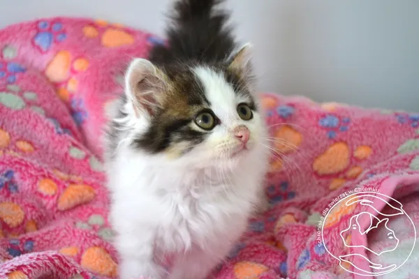 Kot do adopcji, Chełmek, 7 lipca 2025