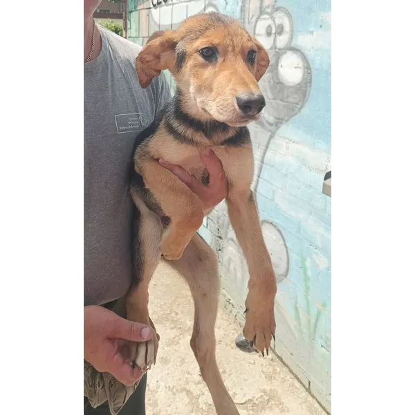 Znaleziono psa, Białystok, 15 lipca 2025