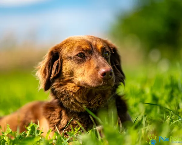 Pies do adopcji, Racławice, 10 lipca 2025 (1/5)