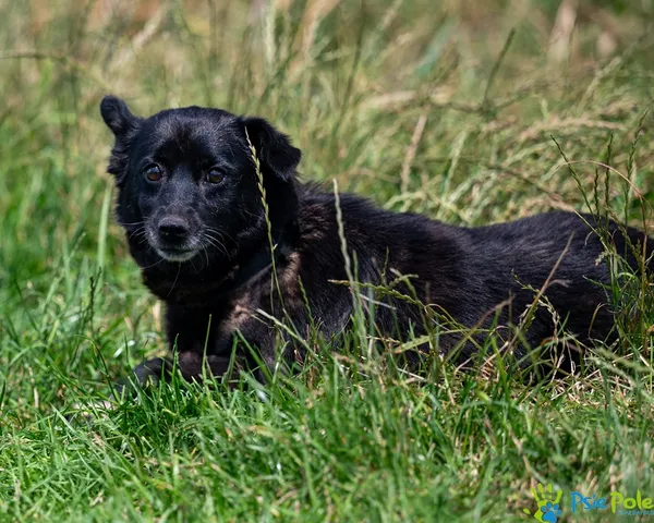 Pies do adopcji, Racławice, 10 lipca 2025 (3/5)