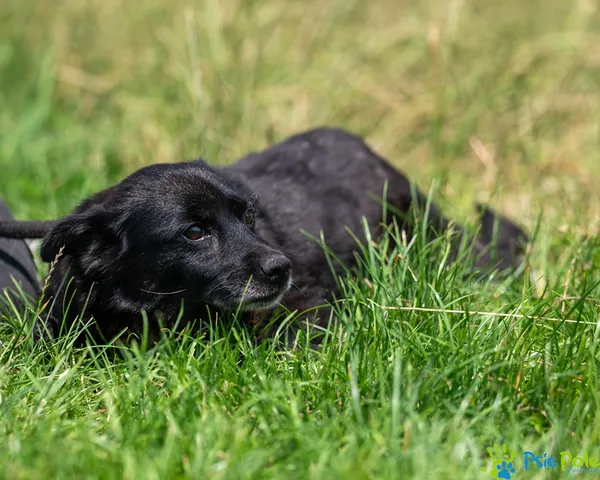 Pies do adopcji, Racławice, 10 lipca 2025 (4/5)
