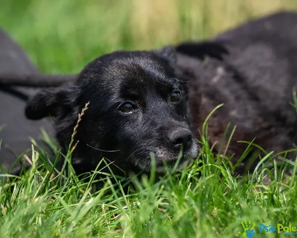 Pies do adopcji, Racławice, 10 lipca 2025 (5/5)