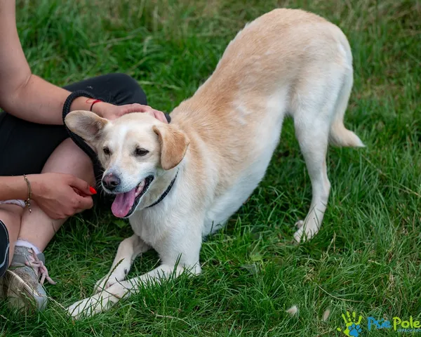 Pies do adopcji, Racławice, 11 lipca 2025 (2/5)