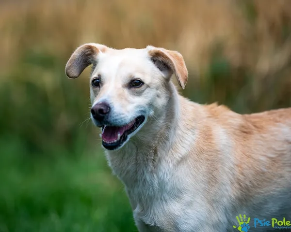 Pies do adopcji, Racławice, 11 lipca 2025 (4/5)