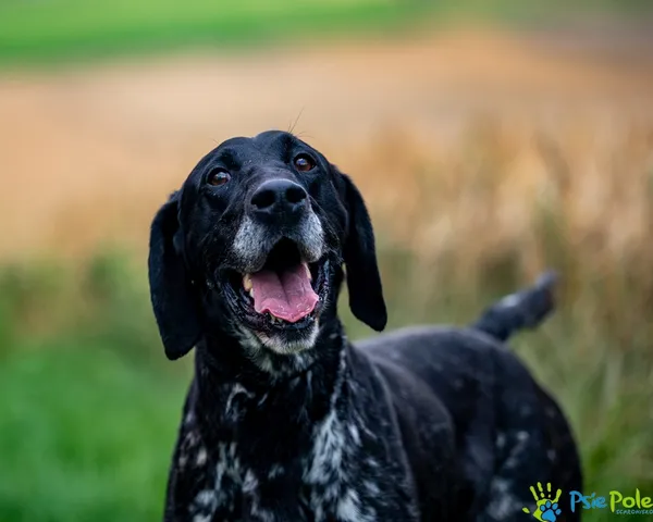 Pies do adopcji, Racławice, 11 lipca 2025 (2/5)