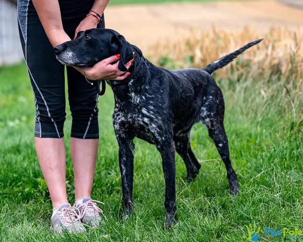 Pies do adopcji, Racławice, 11 lipca 2025 (3/5)