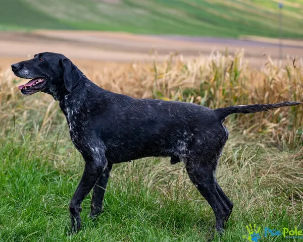 Pies do adopcji, Racławice, 11 lipca 2025 (5/5)