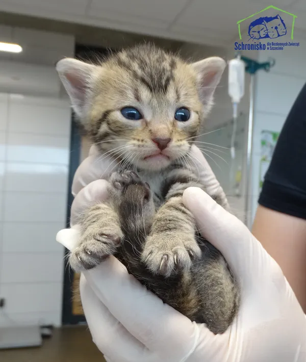 Znaleziono kota, Szczecin, 14 lipca 2025