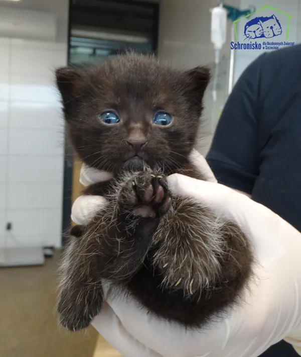 Znaleziono kota, Szczecin, 14 lipca 2025