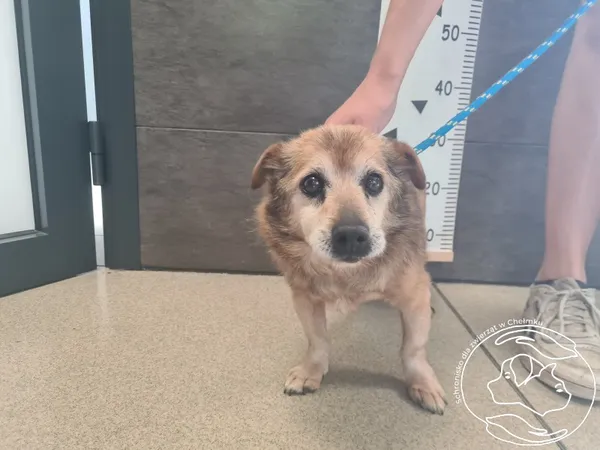 Znaleziono psa, Chełmek, 15 lipca 2025