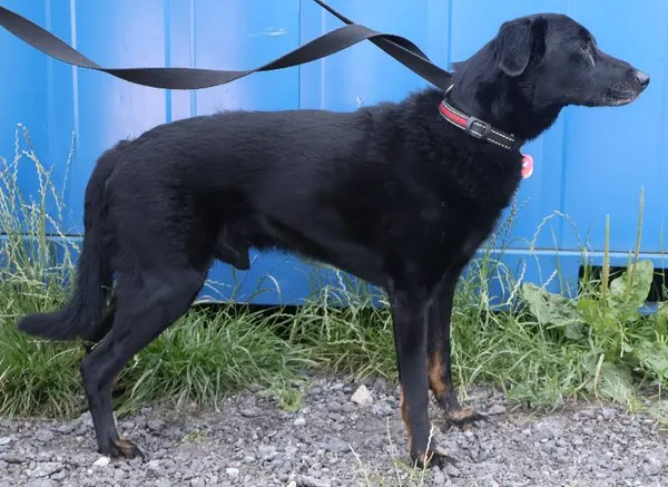 Znaleziono psa, Łódź, 14 lipca 2025 (1/5)