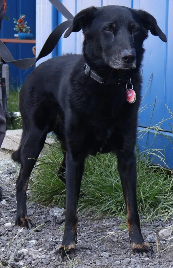 Znaleziono psa, Łódź, 14 lipca 2025 (2/5)