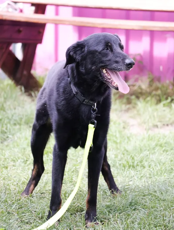 Znaleziono psa, Łódź, 14 lipca 2025 (3/5)