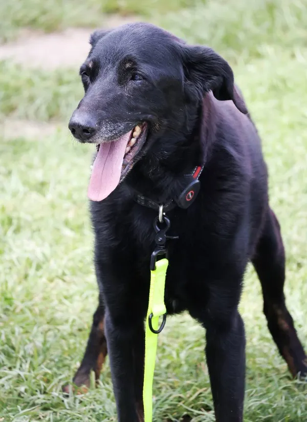 Znaleziono psa, Łódź, 14 lipca 2025 (4/5)