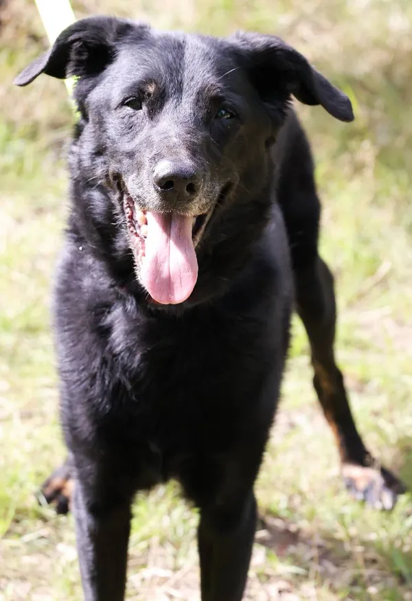 Znaleziono psa, Łódź, 14 lipca 2025 (5/5)