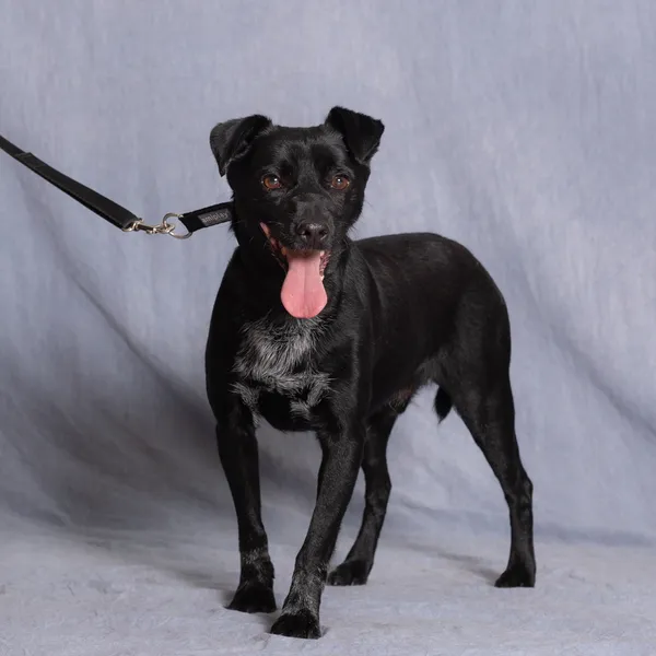 Pies do adopcji, Gdańsk, 15 lipca 2025