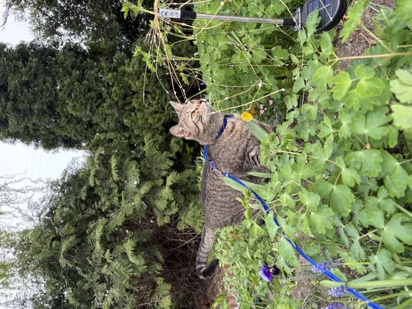 Zaginął kot, Łódź, 15 lipca 2025