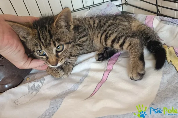 Znaleziono kota, Racławice, 11 lipca 2025 (2/2)